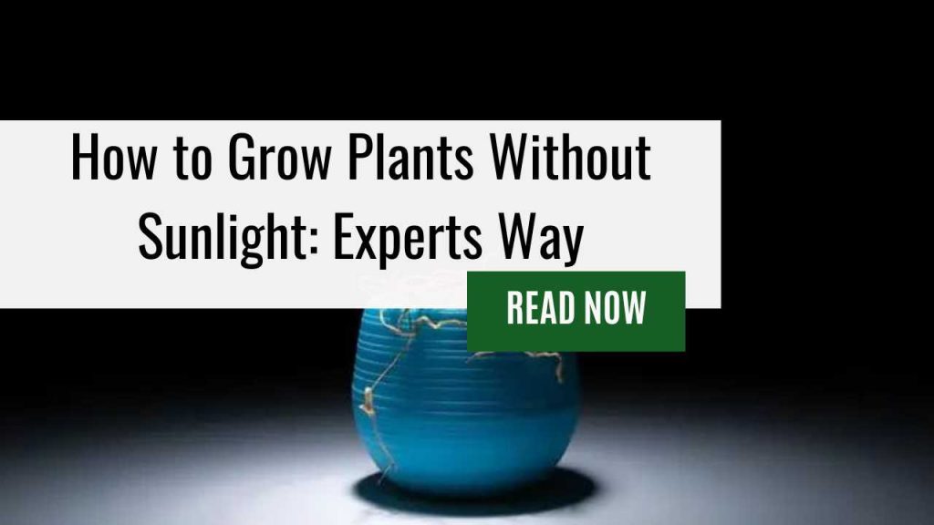 How To Grow Plants Without Sunlight Experts Way