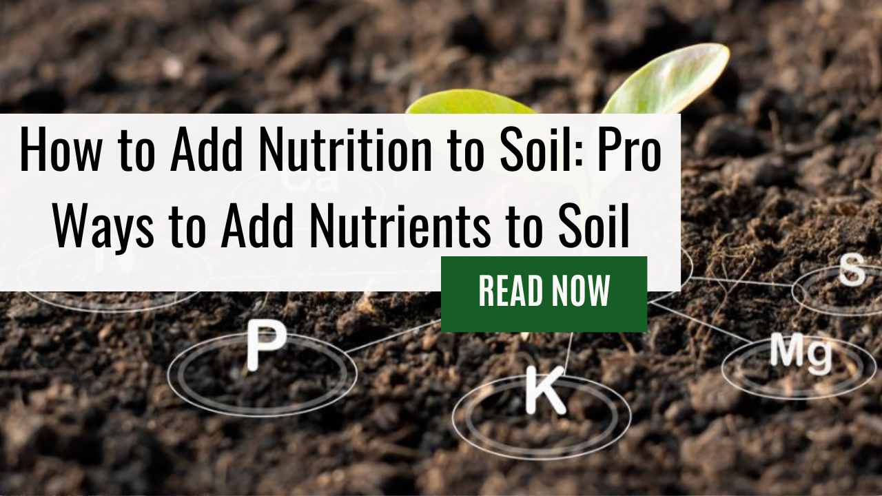 How to Add Nutrition to Soil: Pro Ways to Add Nutrients