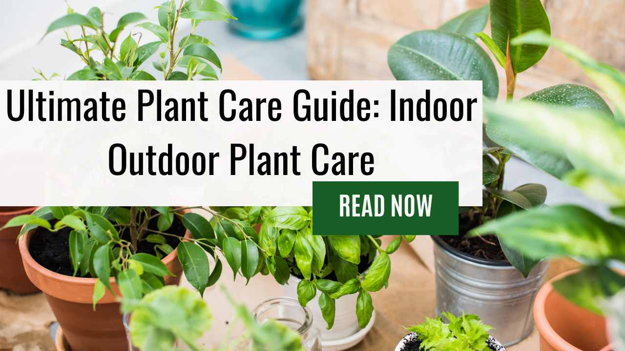 Ultimate Plant Care Guide: Indoor Outdoor Plant Care