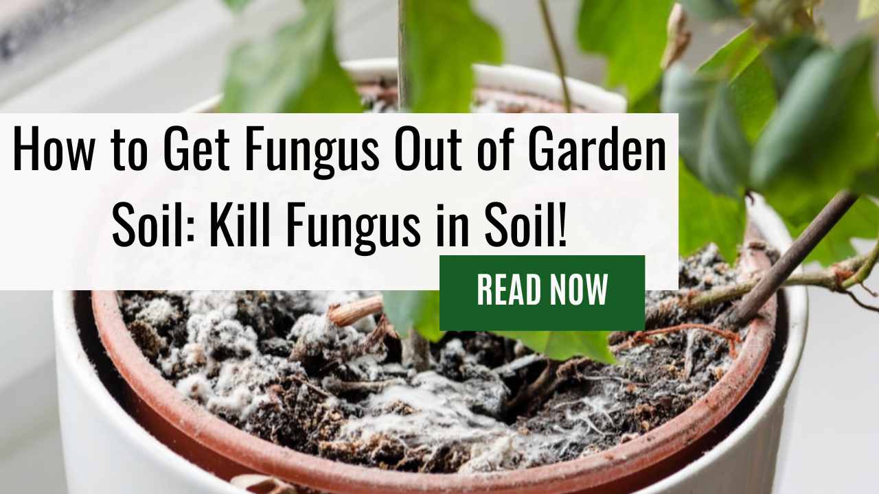 How to Get Fungus Out of Garden Soil: Kill Fungus in Soil!