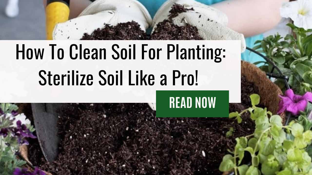 how-to-clean-soil-for-planting-sterilize-soil-like-a-pro