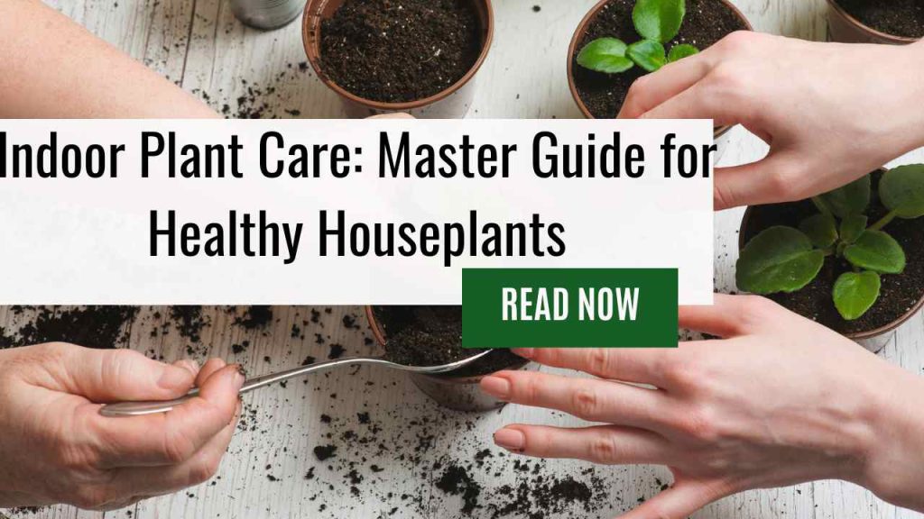 Indoor Plant Care: Master Guide for Healthy Houseplants