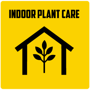 indoor-plant-care