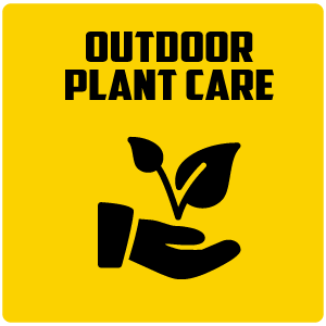 outdoor-plant-care
