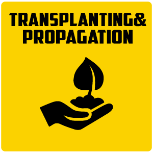 transplanting-propagation of plant in garden