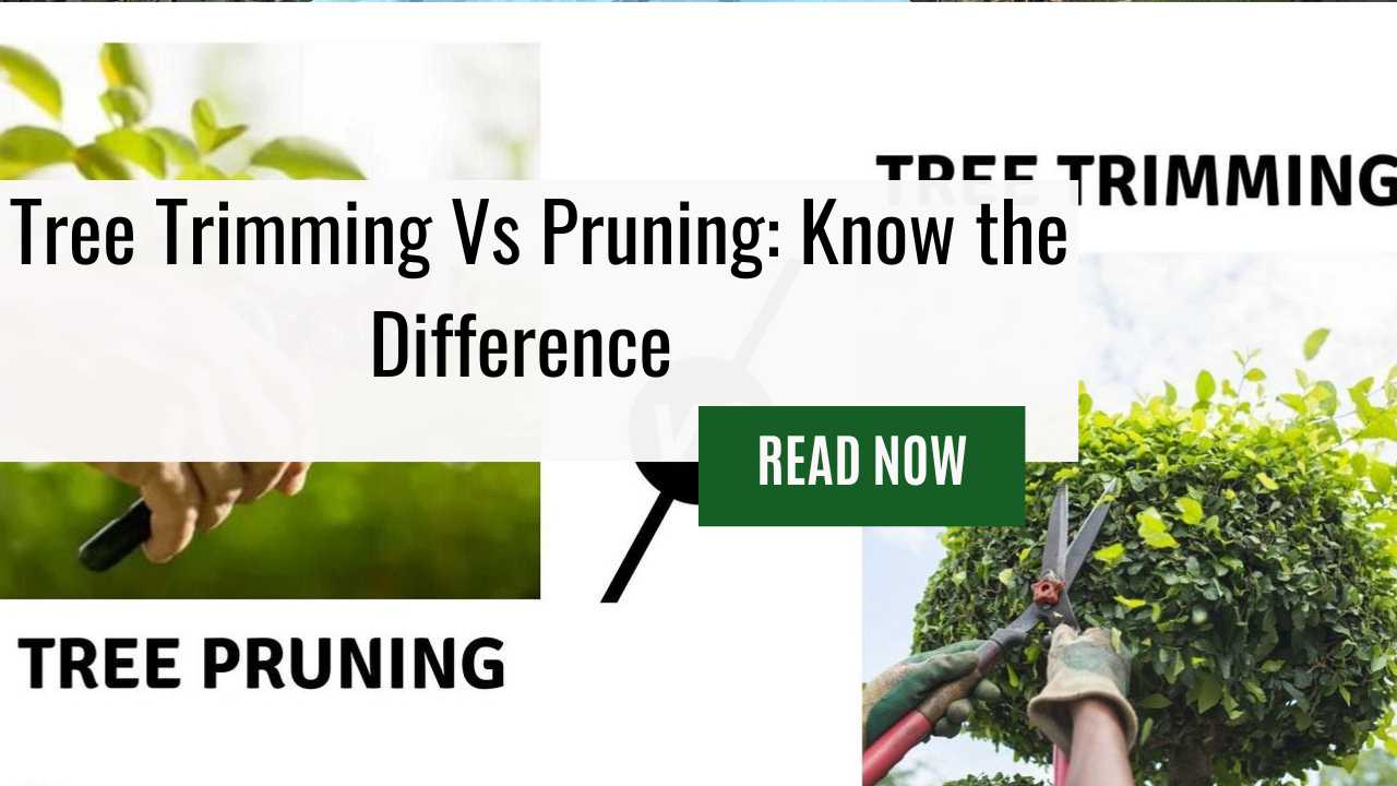 Tree Trimming Vs Pruning: Know the Difference