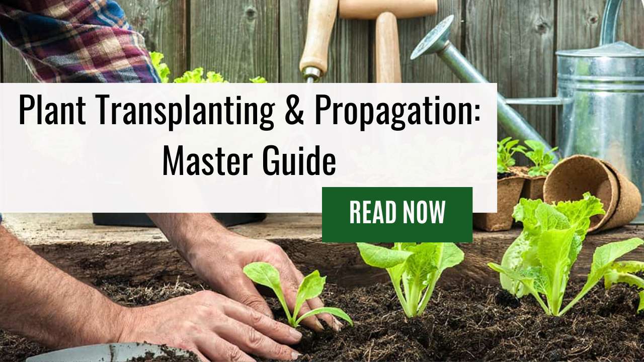 Plant Transplanting & Propagation: Master Guide