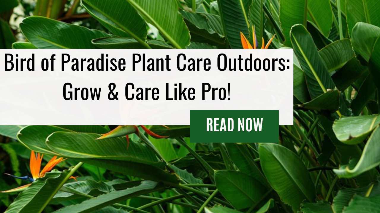 Bird of Paradise Plant Care Outdoors: Grow & Care Like Pro!
