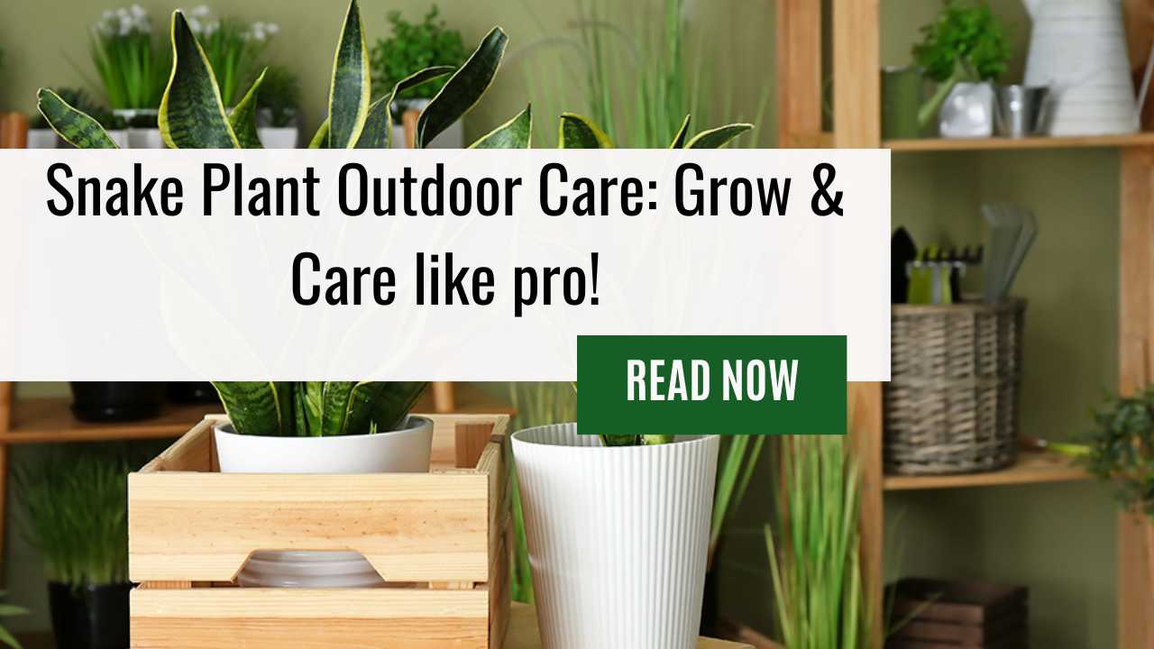 Snake Plant Outdoor Care: Grow & Care like pro!