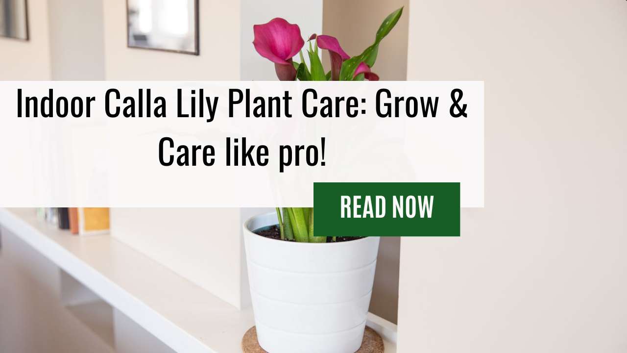 Indoor Calla Lily Plant Care: Grow & Care like pro!