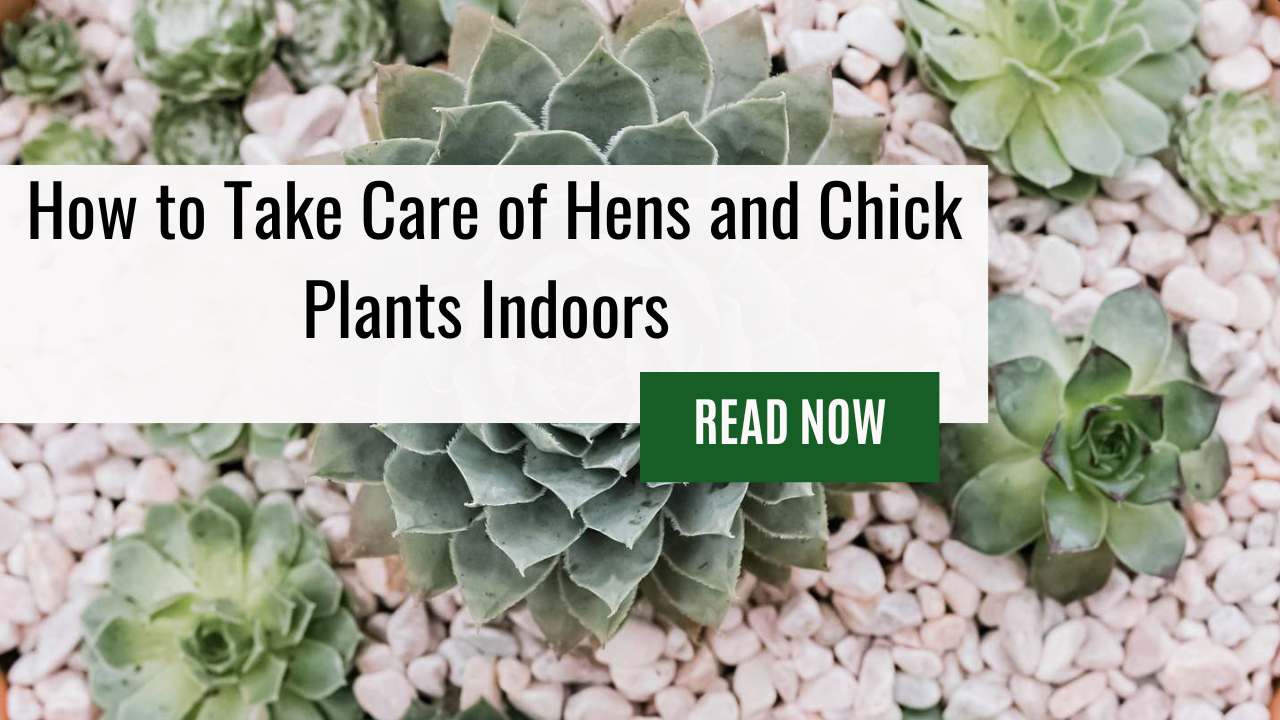 How to Take Care of Hens and Chick Plants Indoors