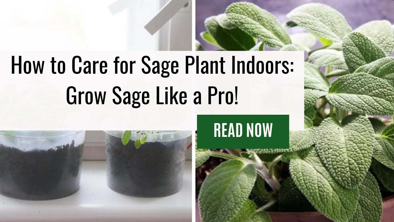 How to Care for Sage Plant Indoors: Grow Sage Like a Pro!