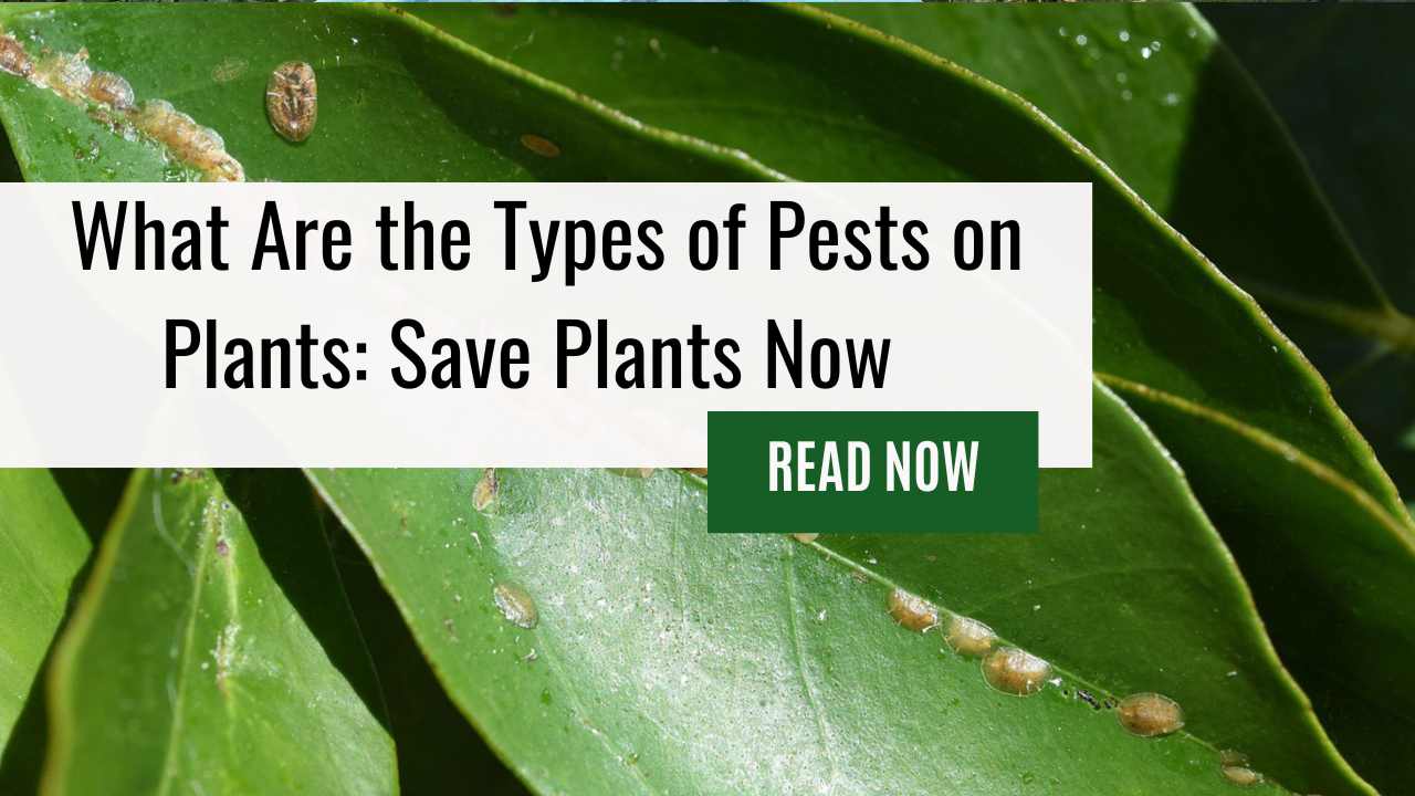 What Are the Types of Pests on Plants: Save Plants Now