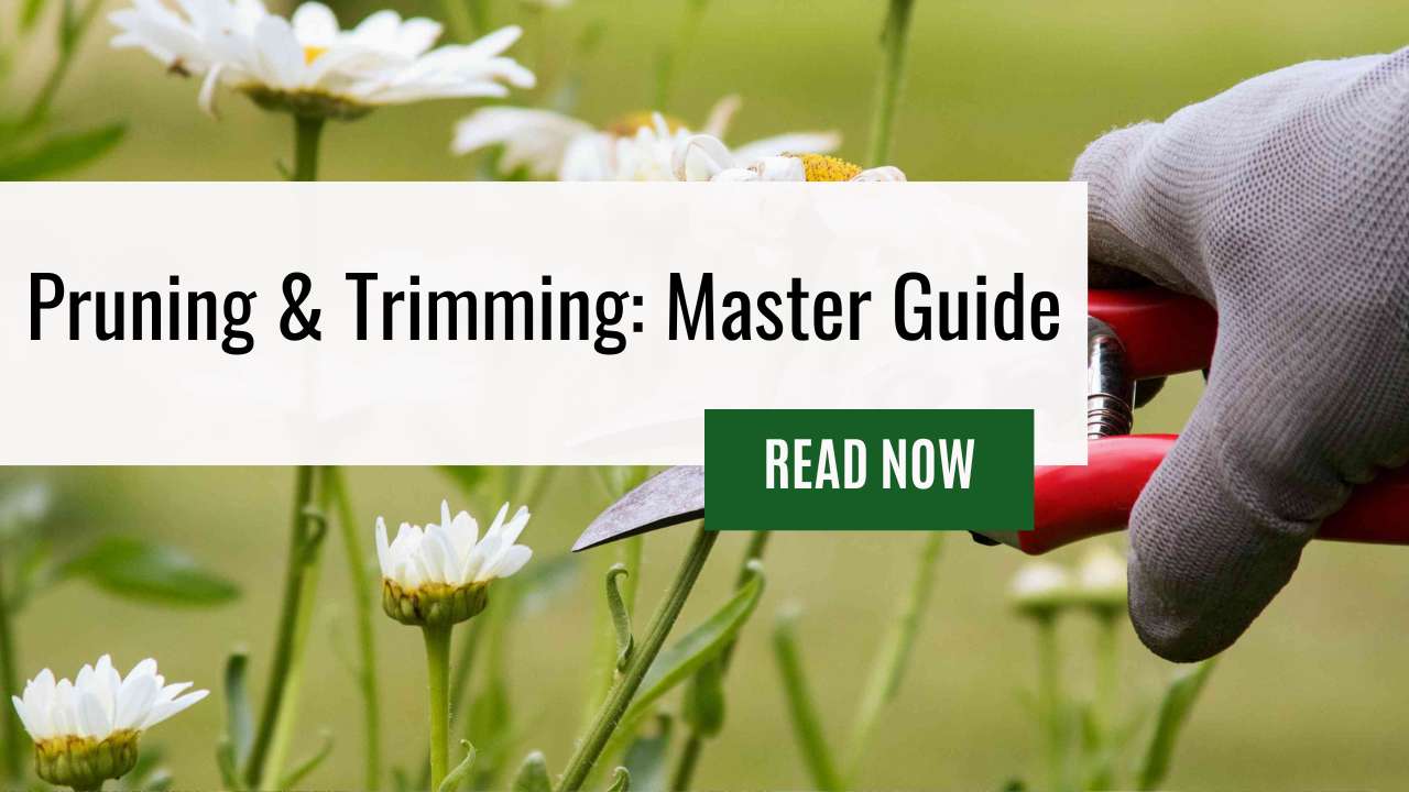 Don’t Let Overgrown Trees and Shrubs Ruin the Look of Your Garden – Our Guide to Pruning & Trimming For Plant Has You Covered!