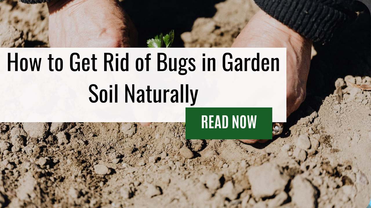 How to Get Rid of Bugs in Garden Soil Naturally