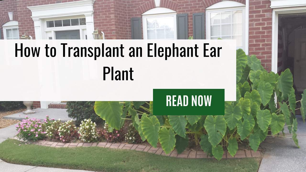 How to Transplant an Elephant Ear Plant