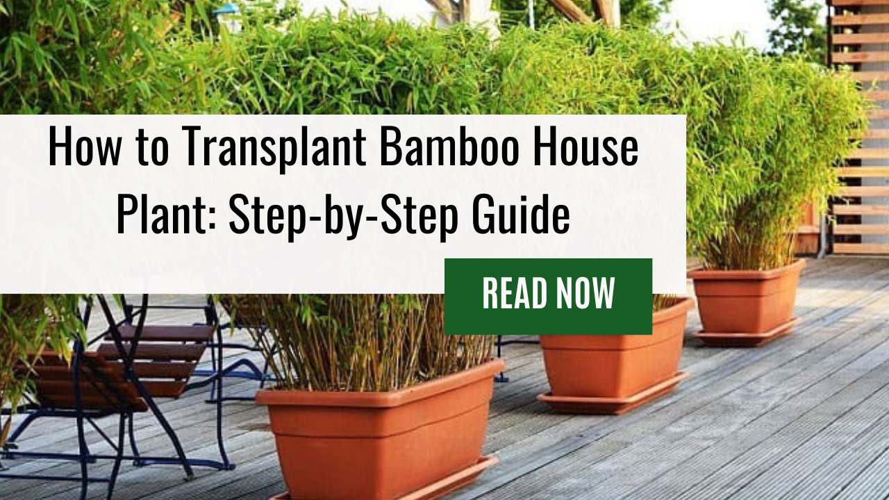 How to Transplant Bamboo House Plant: Step-by-Step Guide
