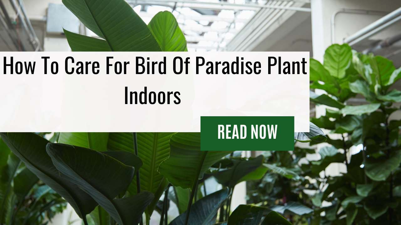 How To Care For Bird Of Paradise Plant Indoors