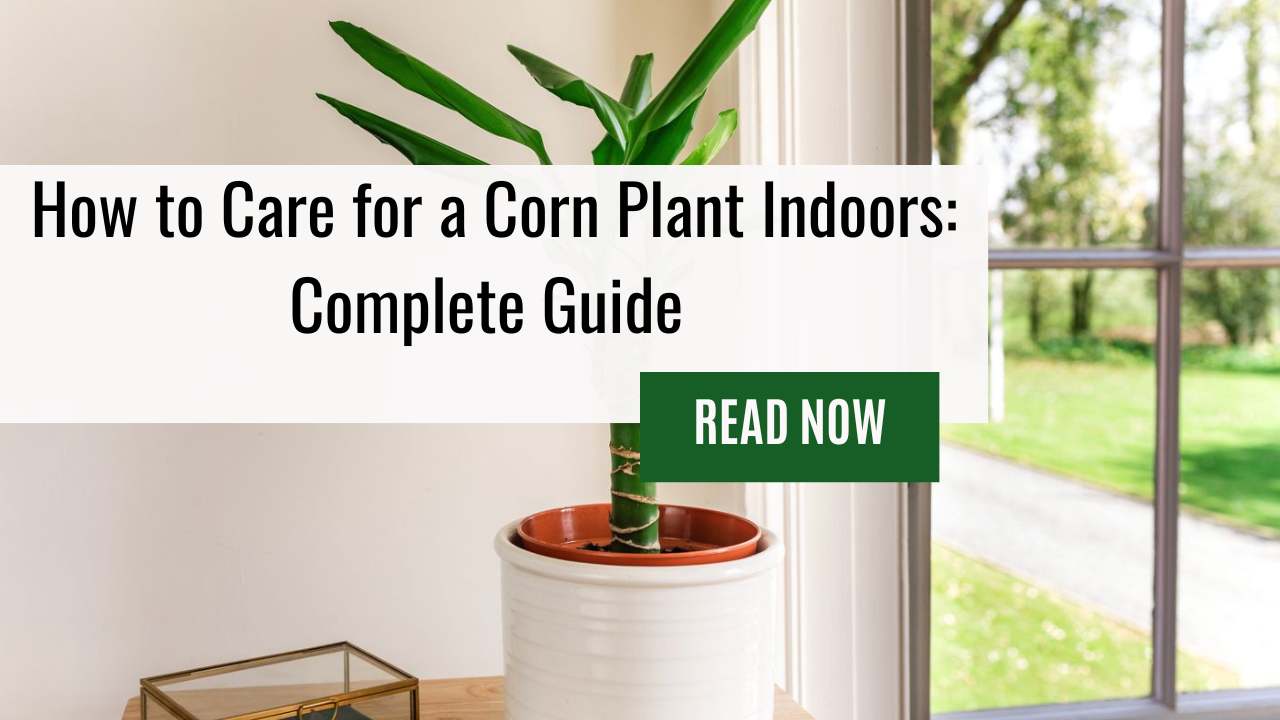 How to Care for a Corn Plant Indoors – Your Indoor Corn Plant Care Guide for Lush Dracaena Fragrans 