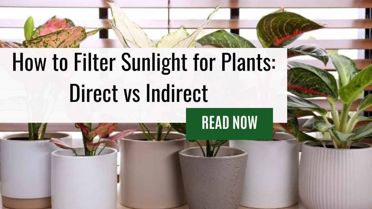 Learn How To Filter Sunlight For Plants and Enhance the Health of your plants with Our Tips on Filtering Direct Sunlight and Providing Indirect Light