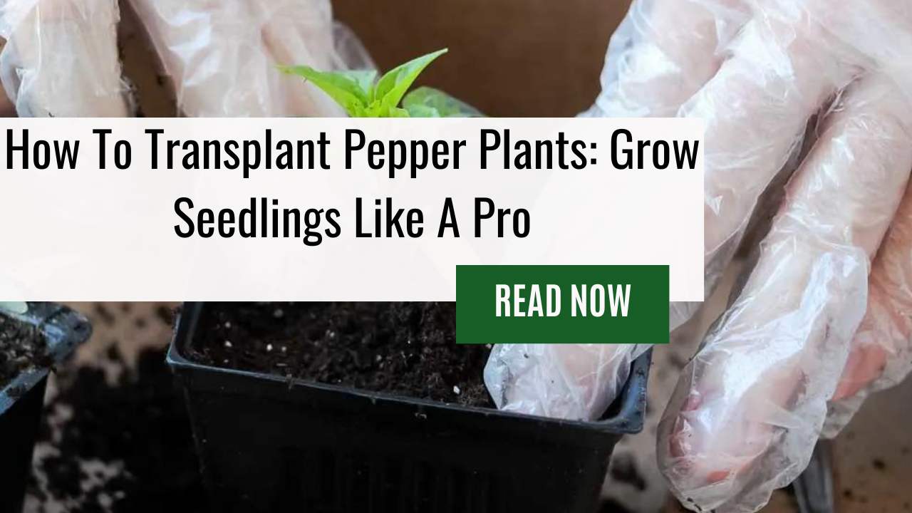 How To Transplant Pepper Plants: Grow Seedlings Like A Pro