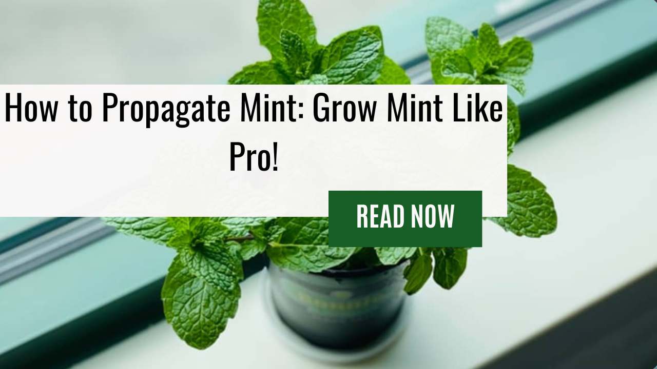 Ready to Grow Mint Plants from Cuttings? Learn Our Step-by-Step Guide With How to Propagate Mint