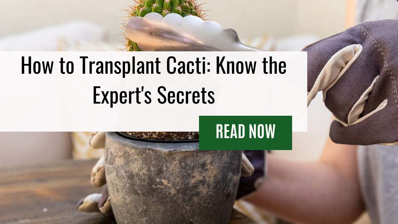 How to Transplant Cacti: Know the Expert's Secrets