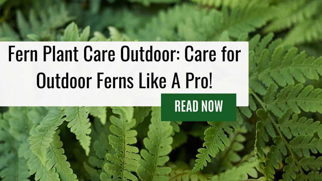 Fern Plant Care Outdoor: Care for Outdoor Ferns Like A Pro!