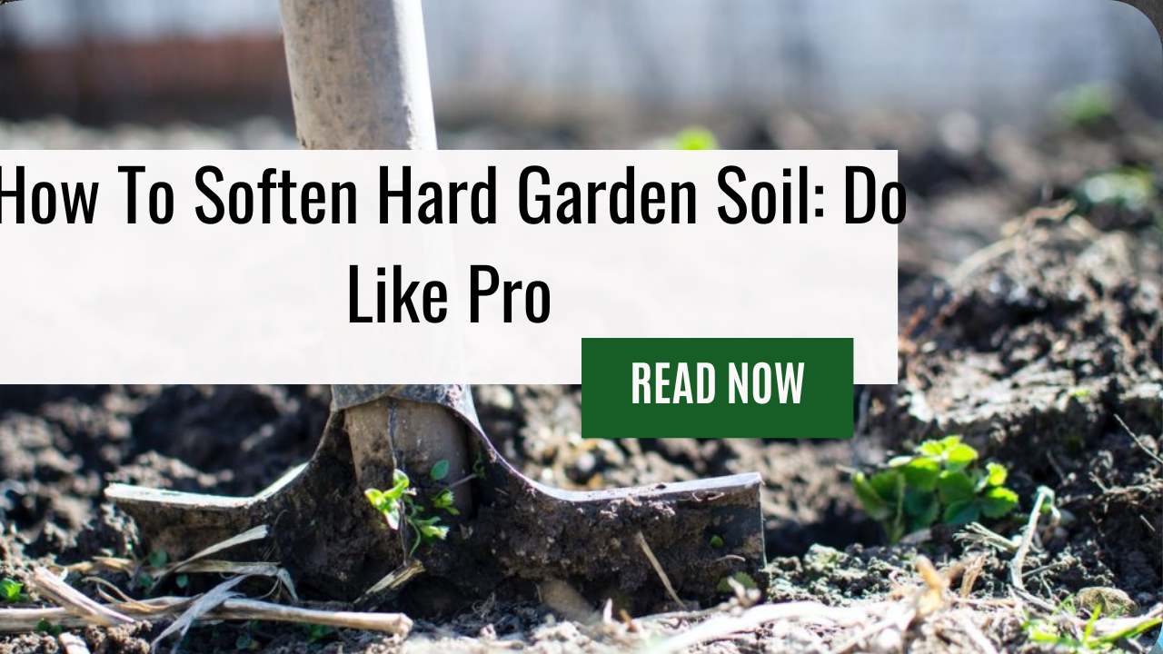 How To Soften Hard Garden Soil: Do Like Pro