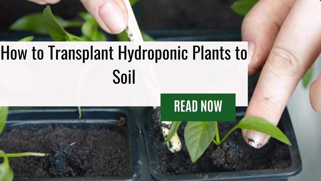 How to Transplant Hydroponic Plants to Soil