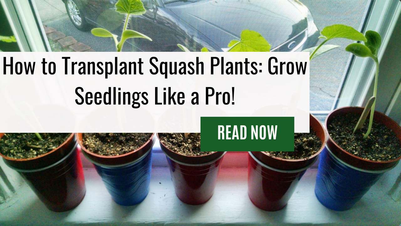 How to Transplant Squash Plants: Effectively Grow Squash from Squash Seedlings With Our Easy Guide!