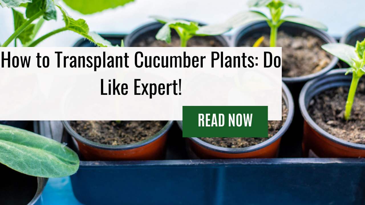 How to Transplant Cucumber Plants: Do Like Expert!