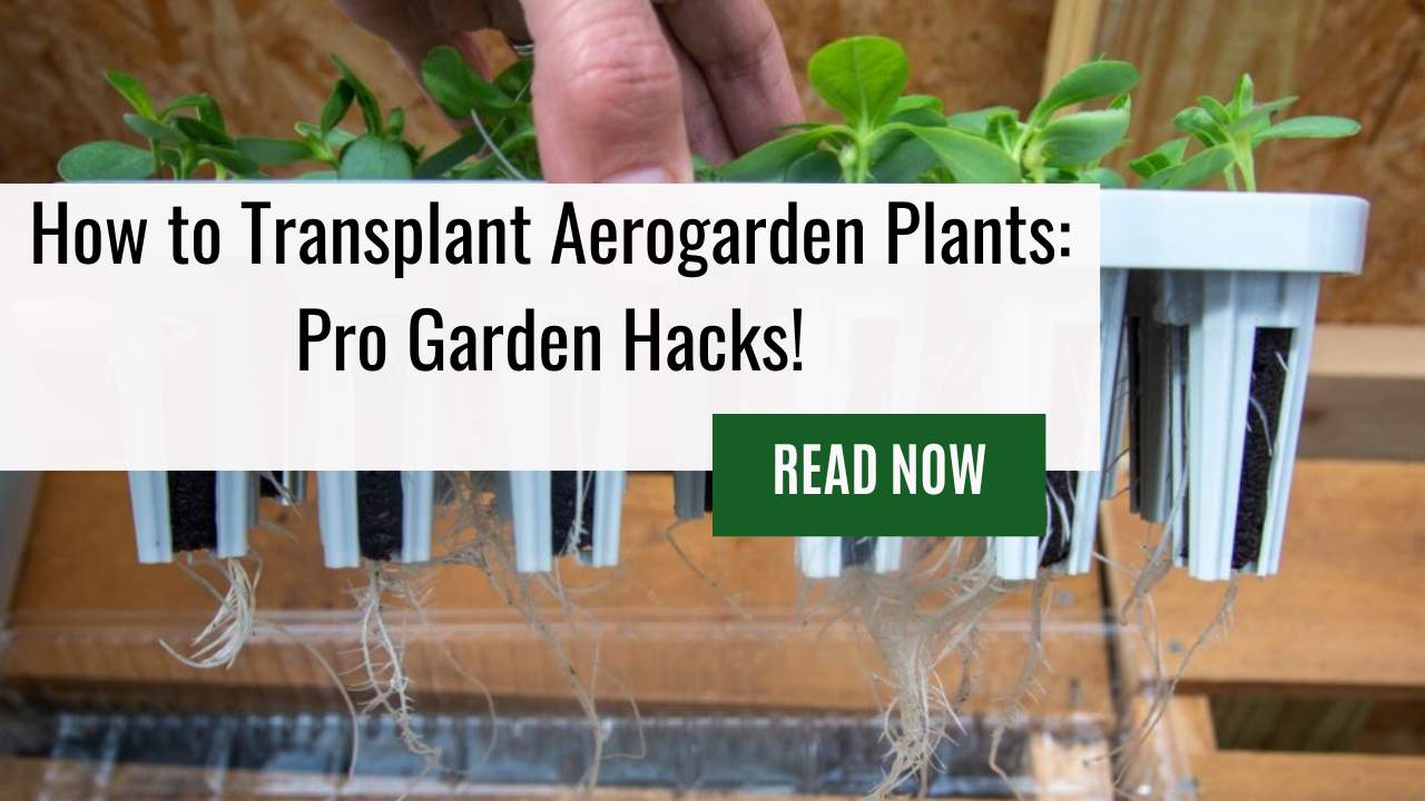 How To Transplant Aerogarden Plants – Elevate Your Indoor Garden Game by Transplanting Aerogarden Plants to Soil