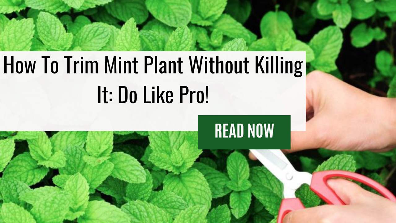 How To Trim Mint Plant Without Killing It: Do Like Pro!