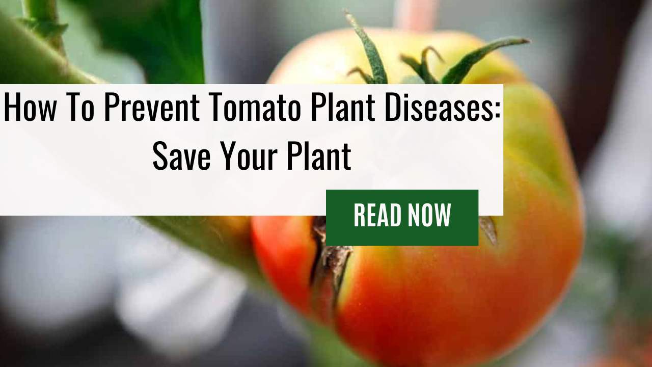 Learn How To Prevent Tomato Plant Diseases and Avoid Common Tomato Diseases From Wreaking Havoc on Your Plants