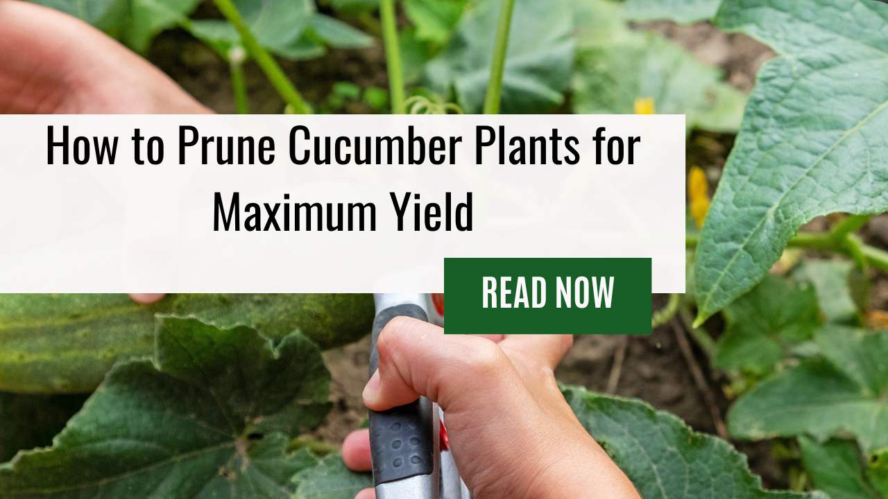 Learn How to Prune Cucumber Plants for Maximum Yield! Our Guide Covers Everything From Suckers to Trellises for Maximum Yield