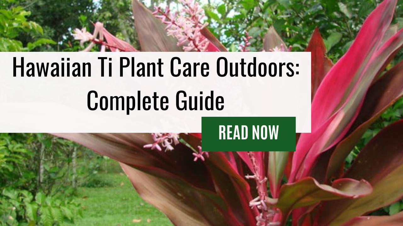Hawaiian Ti Plant Care Outdoors: Grow and Care for Your Cordyline Fruticosa to Create a Stunning Outdoor Oasis