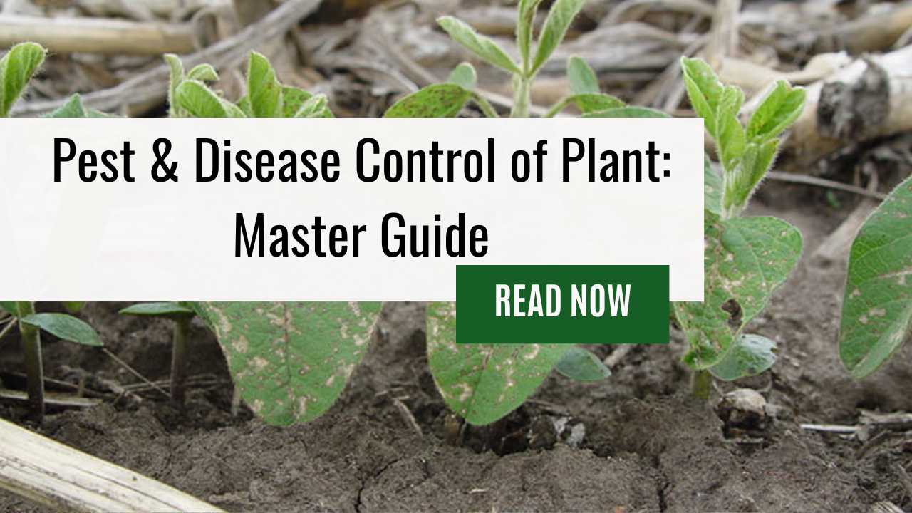 Eliminate Plant Pests With Our Guide on Pest & Disease Control of Plant and Learn Plant Disease Management Effectively!