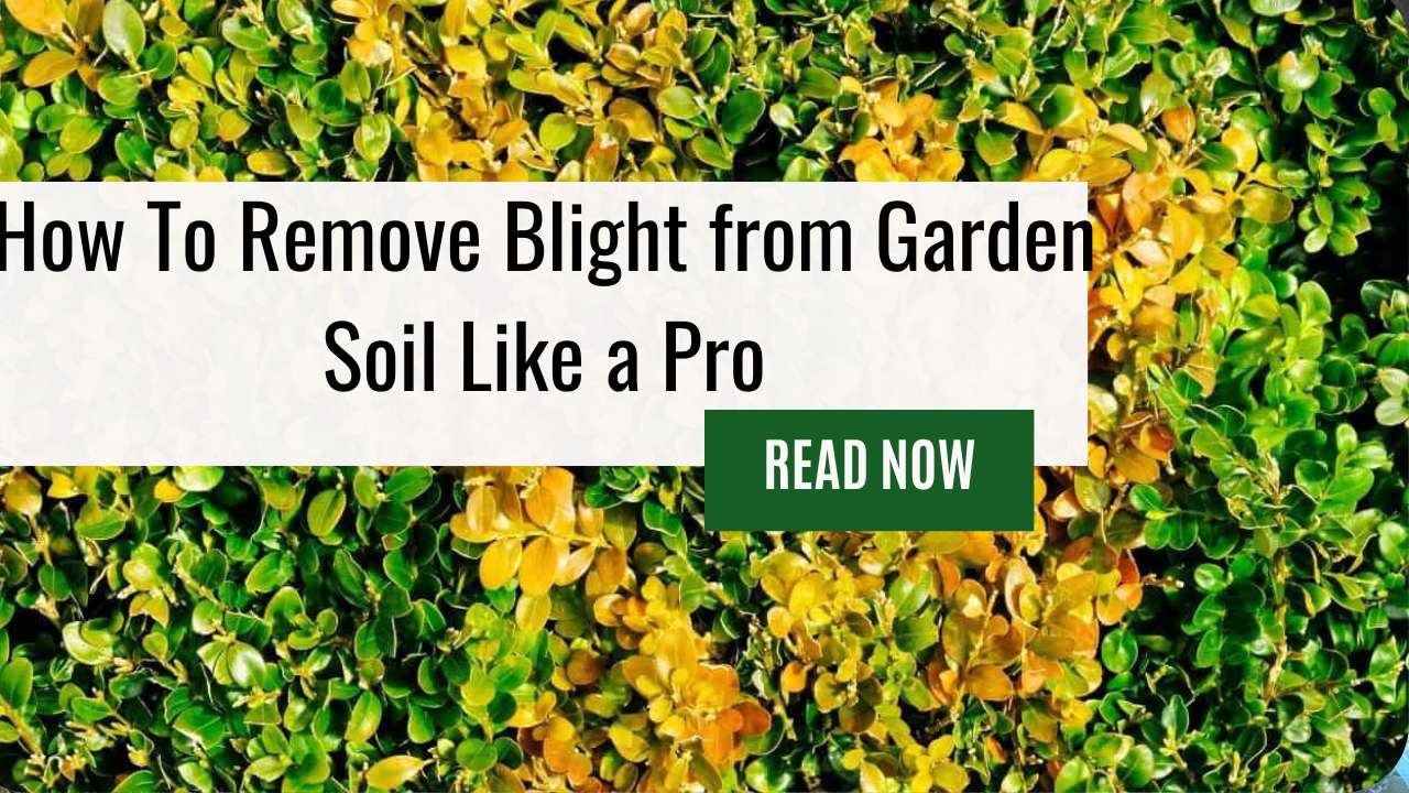 How To Remove Blight from Garden Soil Like a Pro