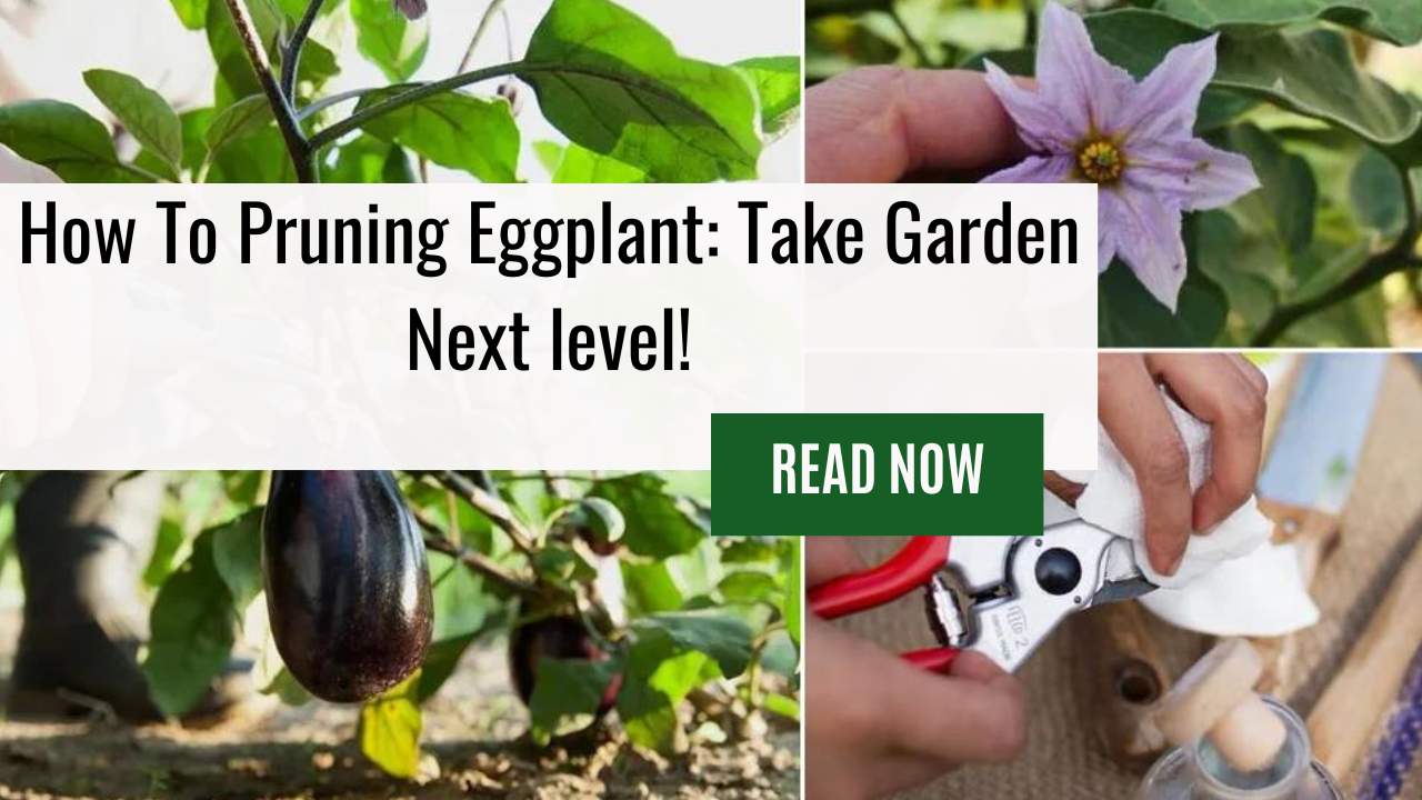 How To Pruning Eggplant: Take Garden Next level!