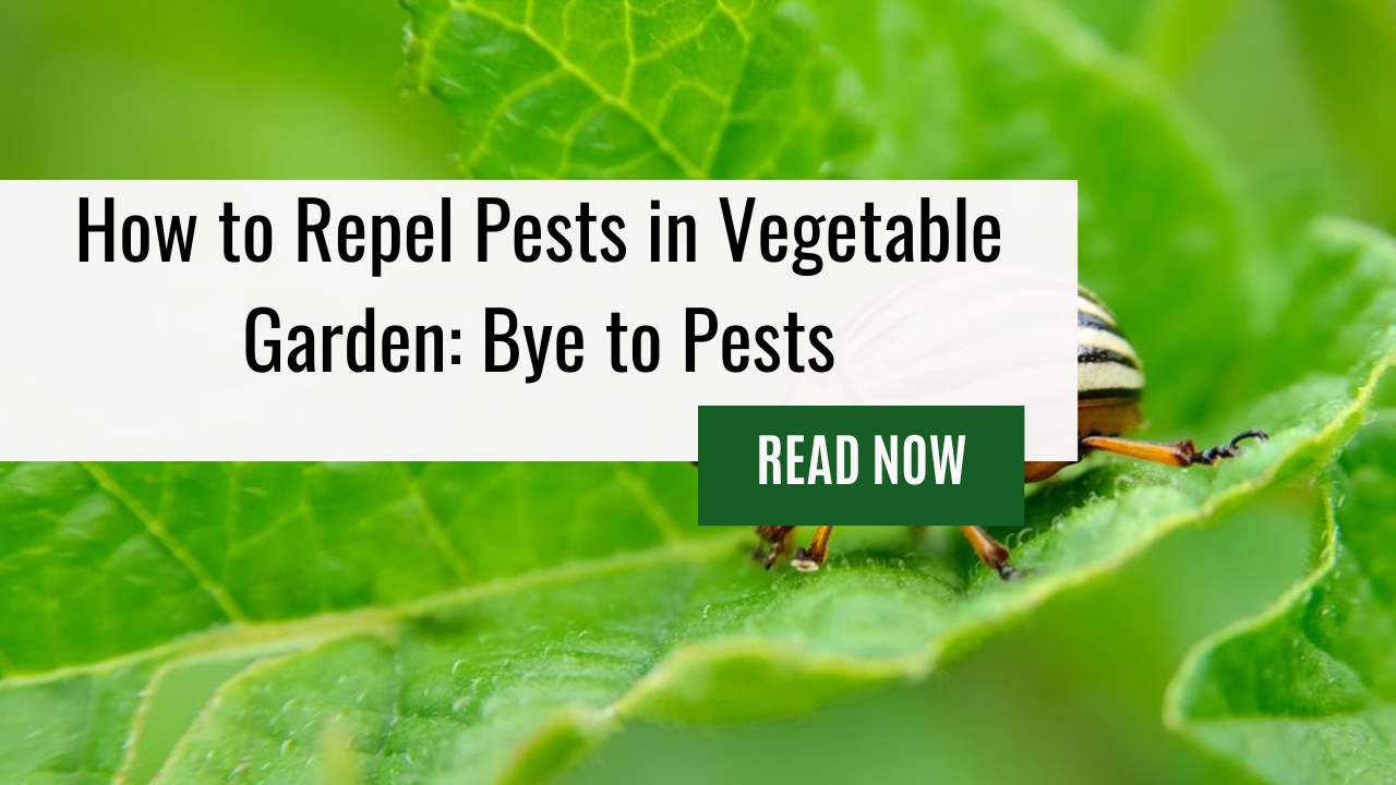 How to Repel Pests in Vegetable Garden: Bye to Pests