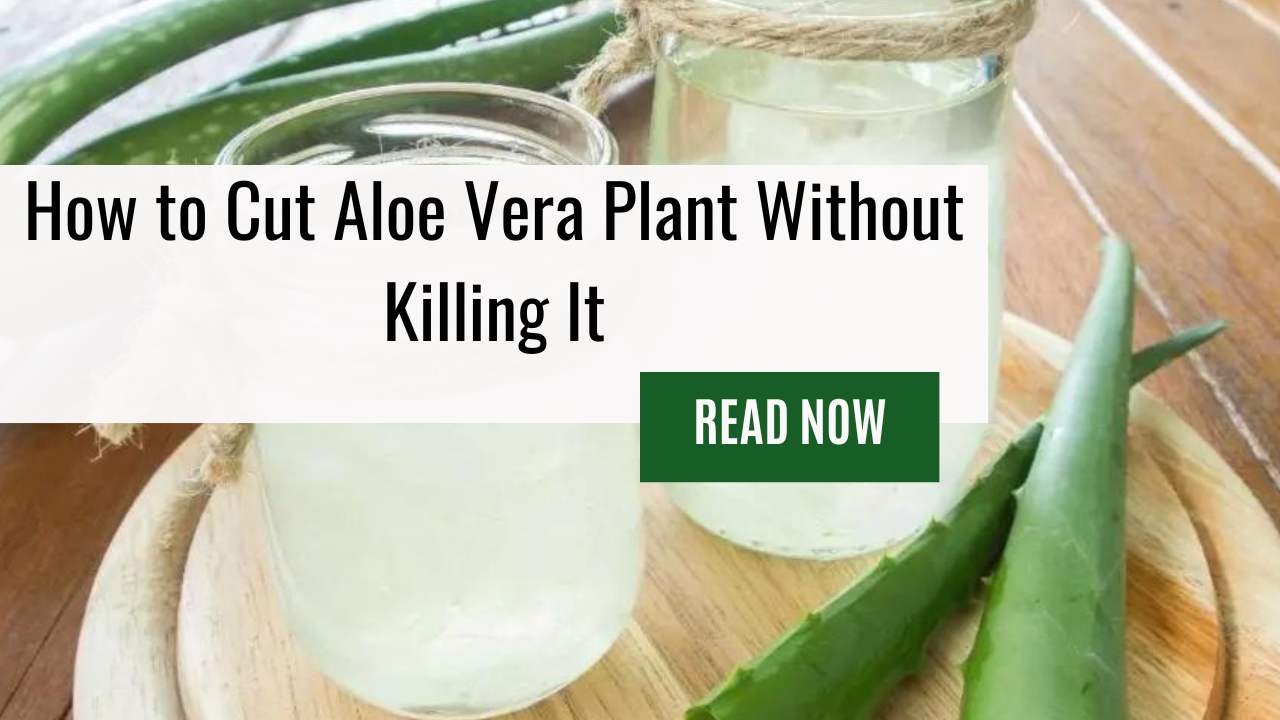How To Cut Aloe Vera Plant Without Killing It – Harvest Aloe Vera Gel Effectively!