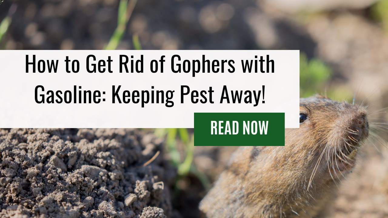 How to Get Rid of Gophers with Gasoline: Keeping Pest Away!