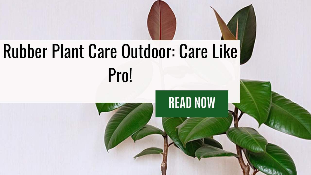Rubber Plant Care Outdoor: Grow and Care for Rubber Tree Plants AKA Ficus Elastica Like a Pro!