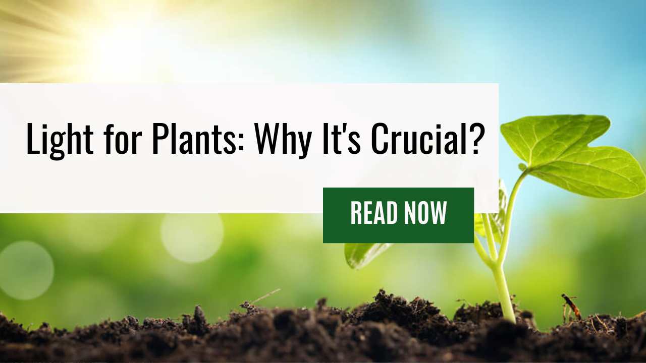 Light for Plants: Why It’s Crucial?