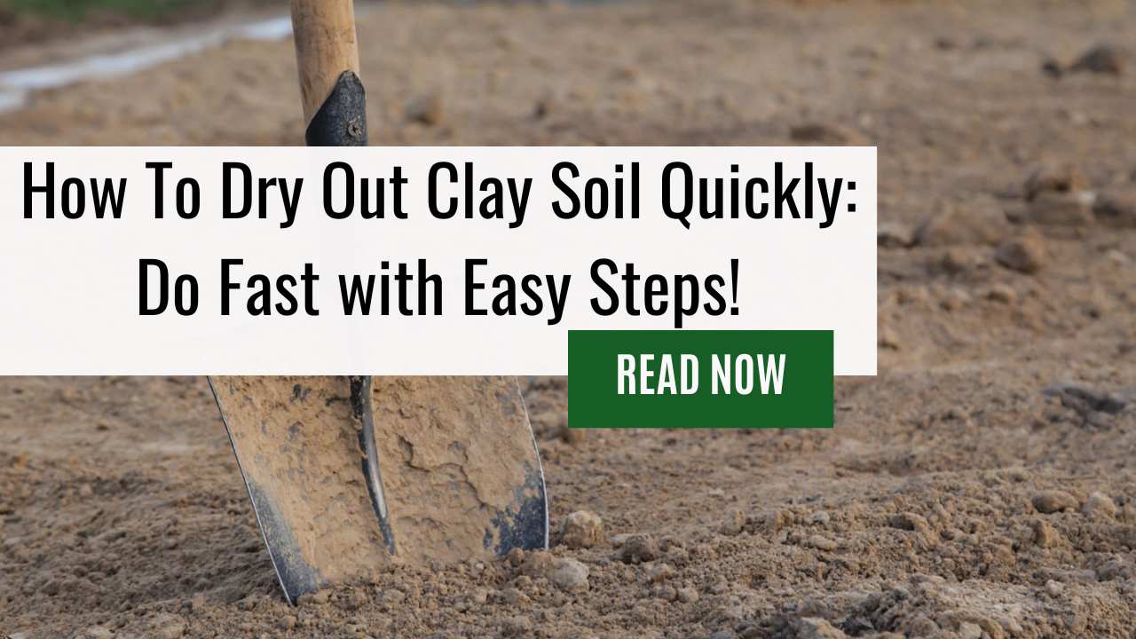 How To Dry Out Clay Soil Quickly: Do Fast with Easy Steps!