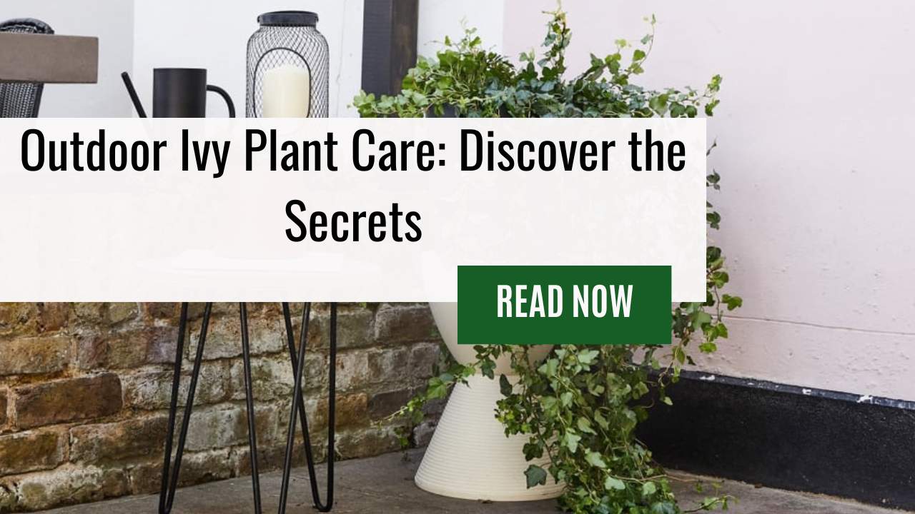 Outdoor Ivy Plant Care: Discover the Secrets