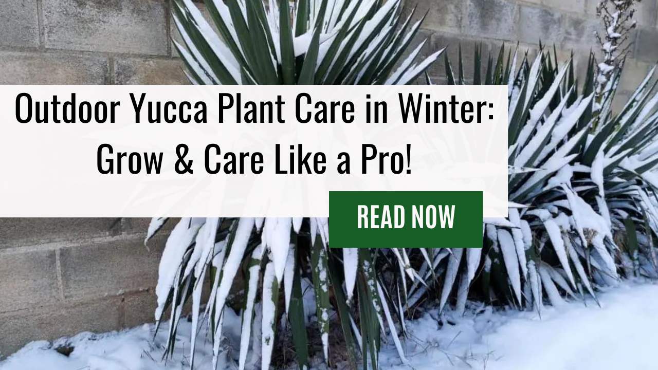 Outdoor Yucca Plant Care in Winter: Grow & Care Like a Pro!