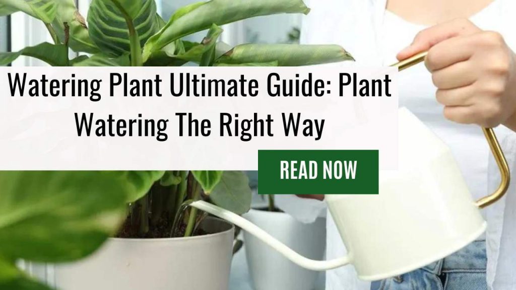Watering Plant Ultimate Guide: Plant Watering The Right Way