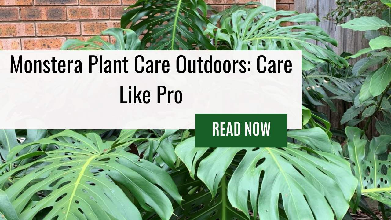 Monstera Plant Care Outdoors: Care Like Pro!